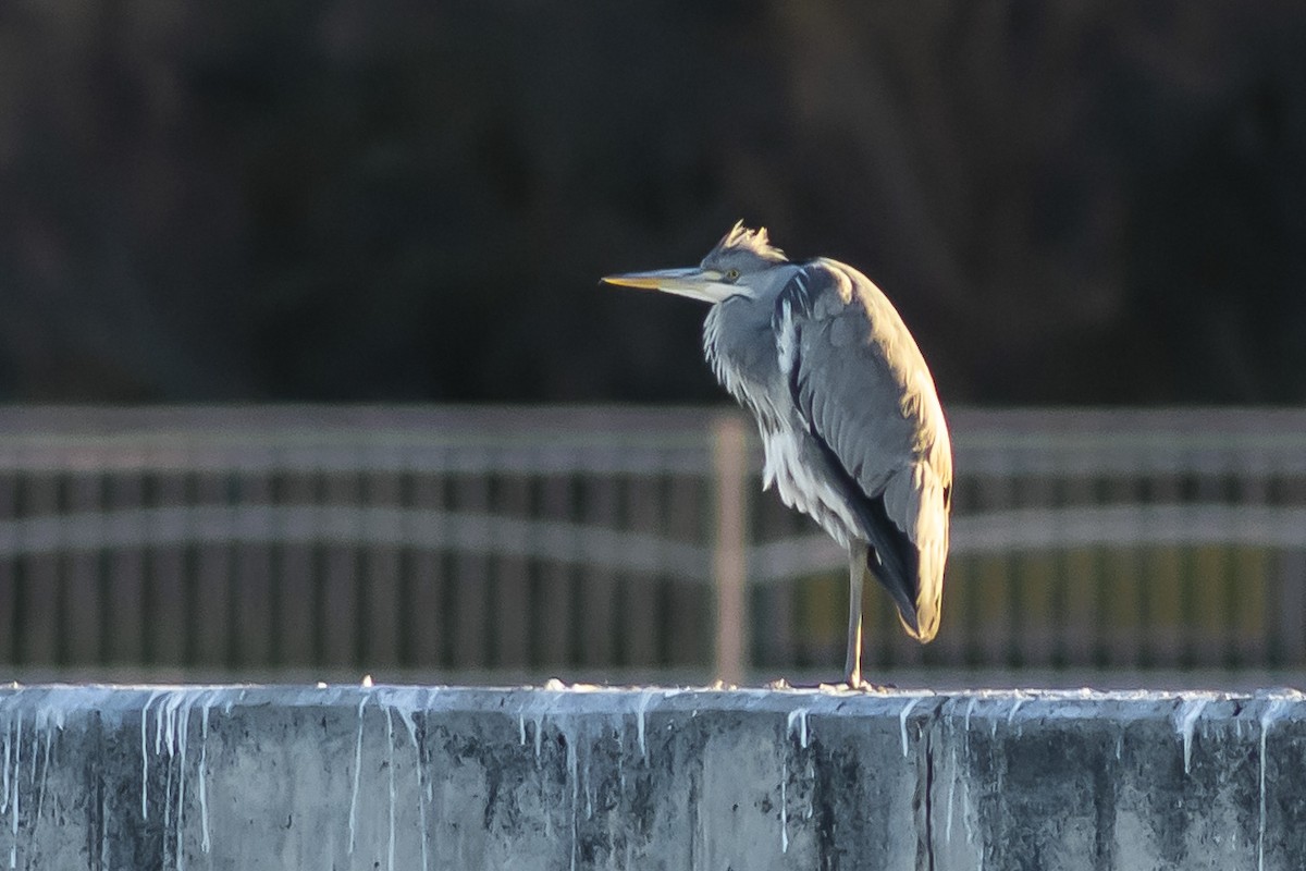 Héron cendré - ML646532258