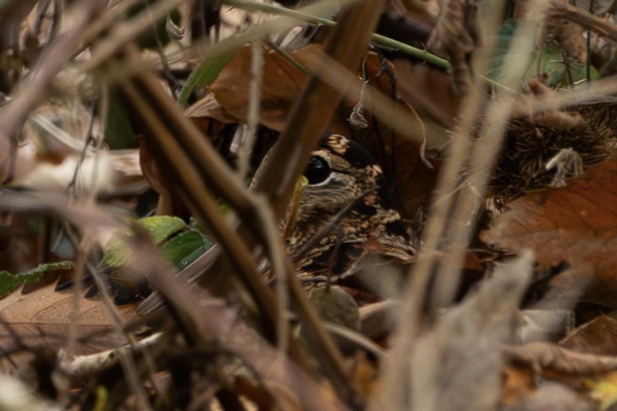 Bécasse des bois - ML646532259