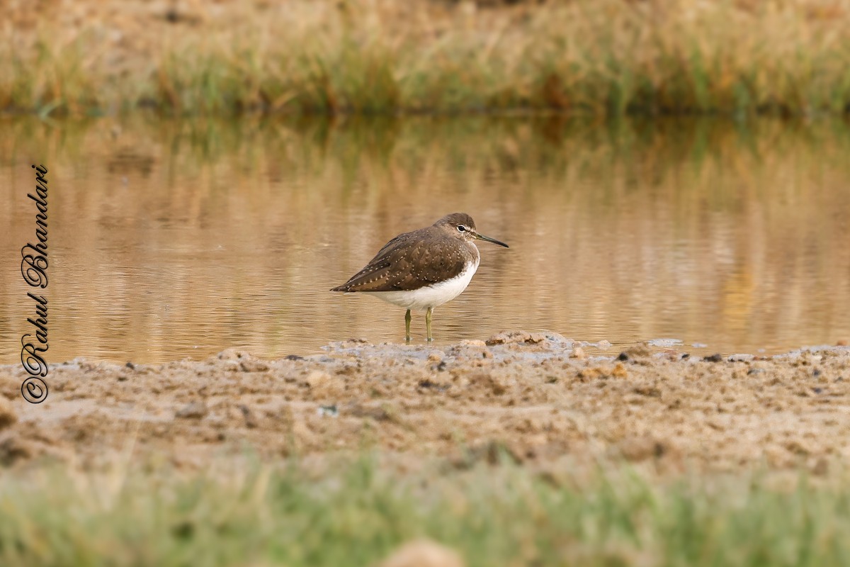 Chevalier cul-blanc - ML646532260