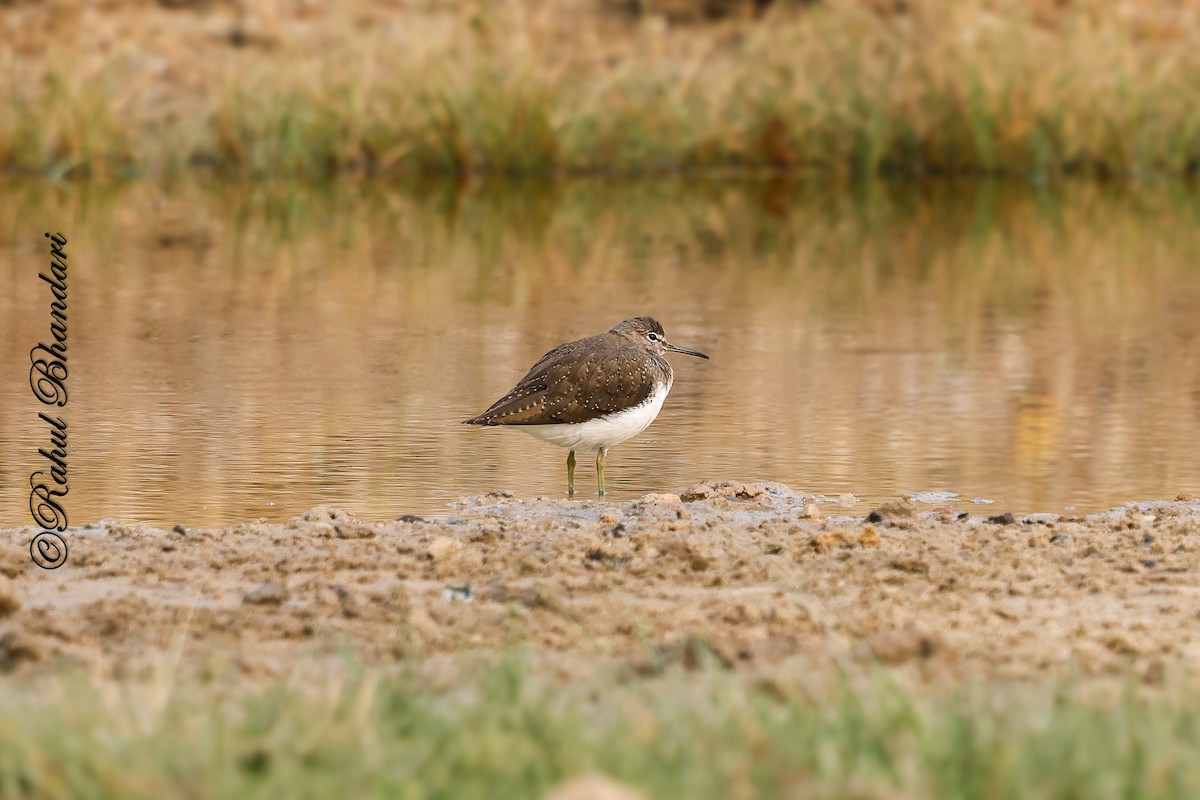 Chevalier cul-blanc - ML646532261