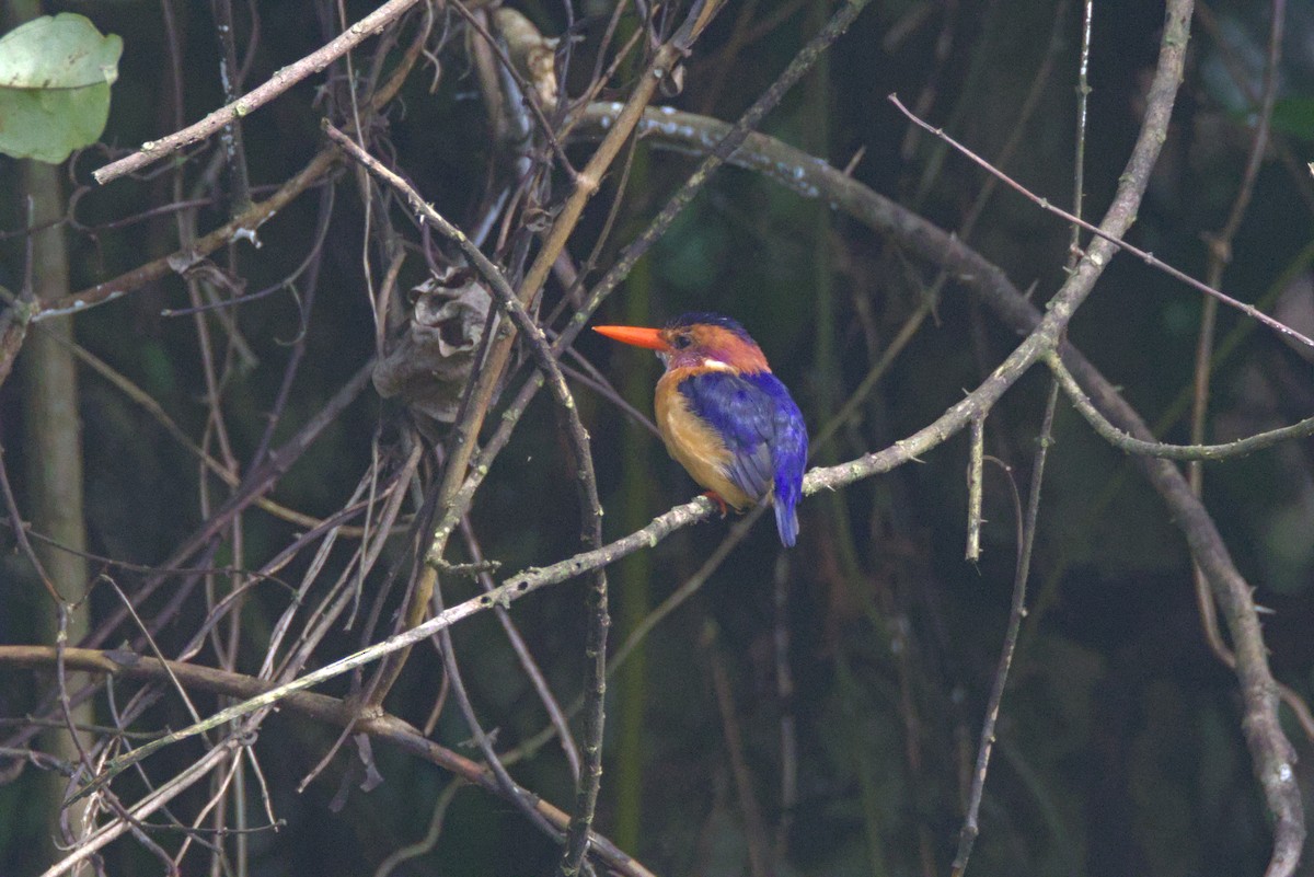 Martin-pêcheur pygmée - ML646532263