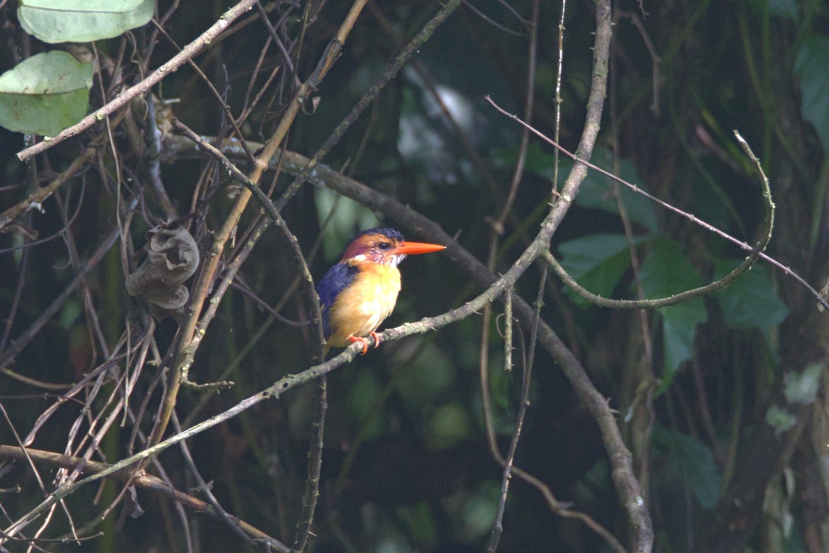 Martin-pêcheur pygmée - ML646532264