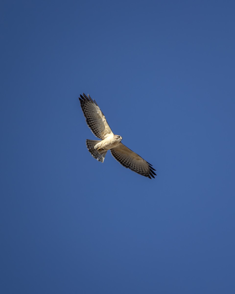 Short-tailed Hawk - ML646532266