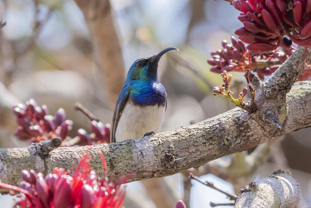 White-bellied Sunbird - ML646532276