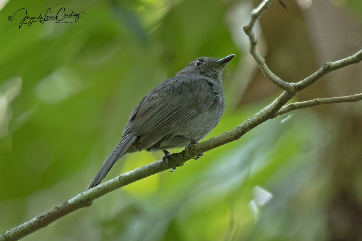 Cinereous Antshrike - ML646532277