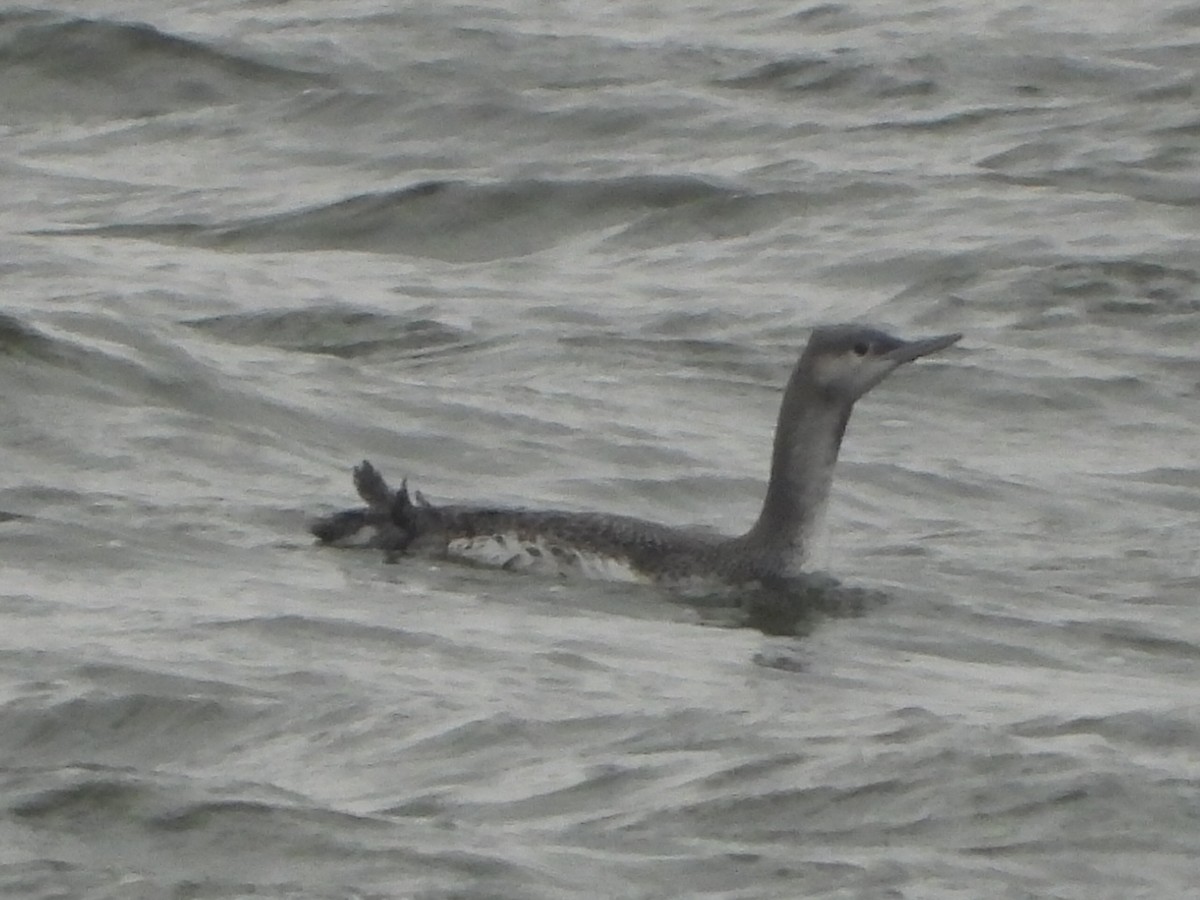 Strolaga minore - ML646532281