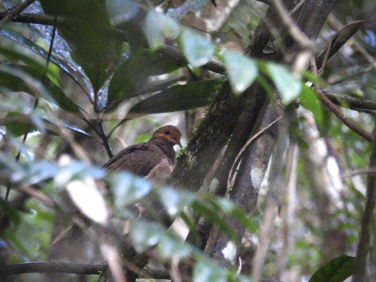 Bergtaube - ML646532283