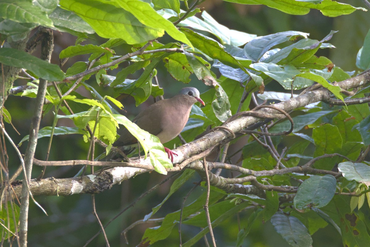Синекрылая лесная горлица - ML646532284