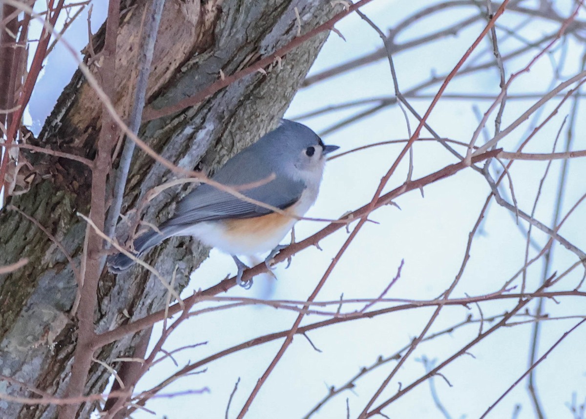 Mésange bicolore - ML646532285