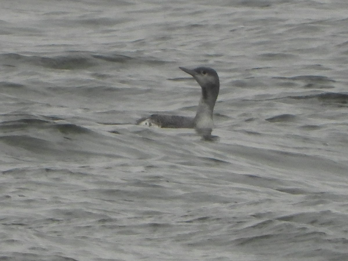 Strolaga minore - ML646532287