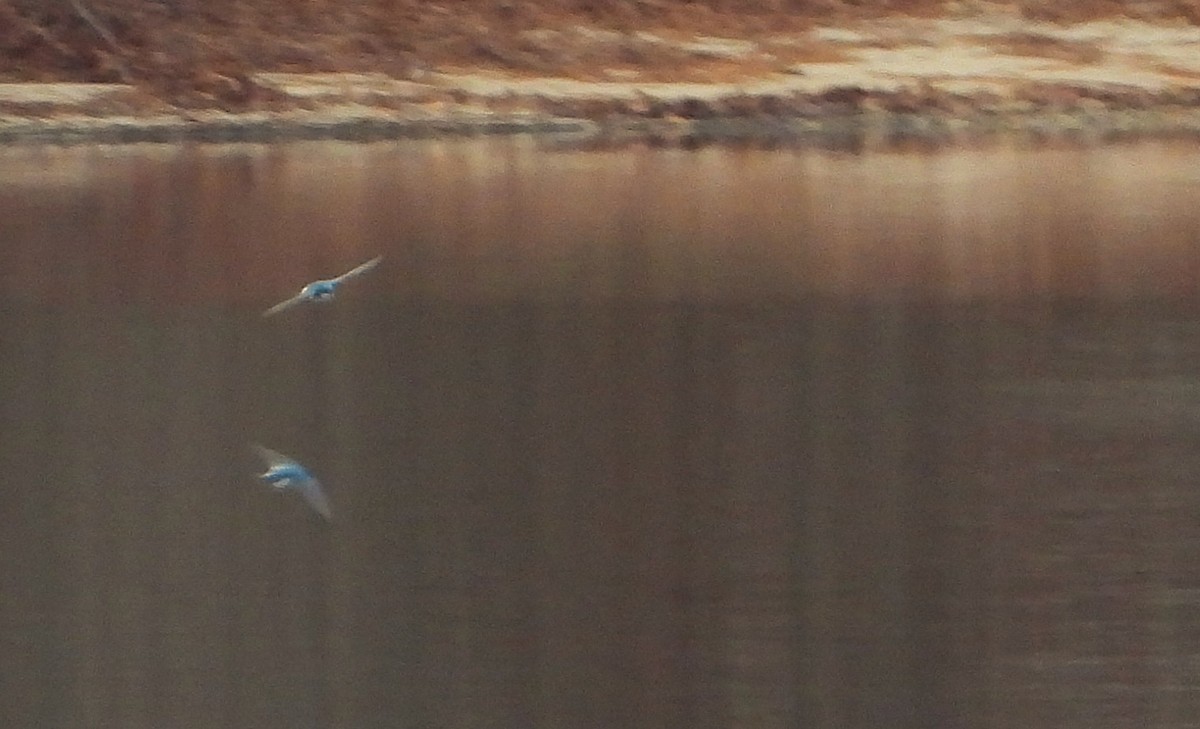 Tree Swallow - ML646532292