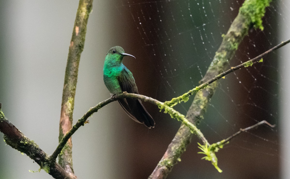 Colibrí de Buffon - ML646532293