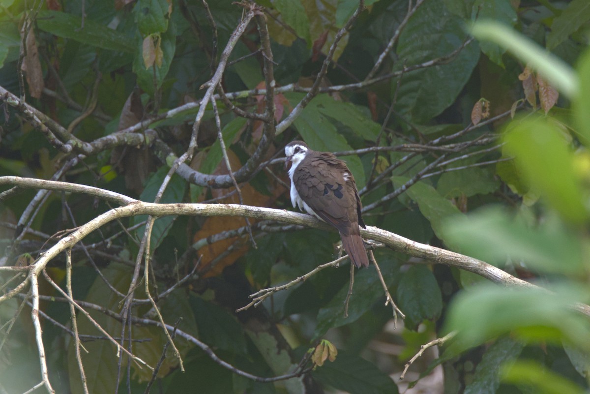 Белогрудая лесная горлица - ML646532294