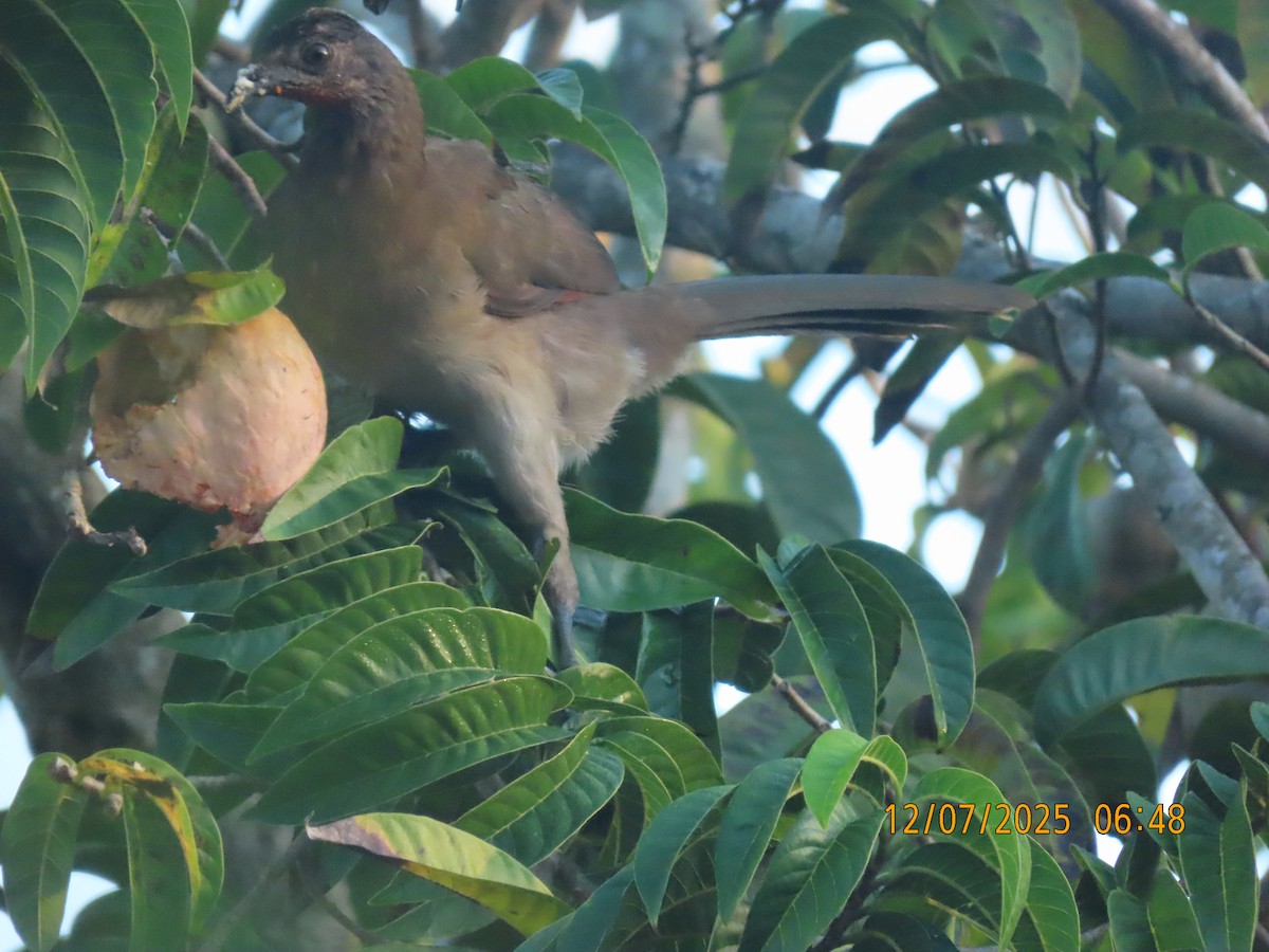 Gray-headed Chachalaca - ML646532295
