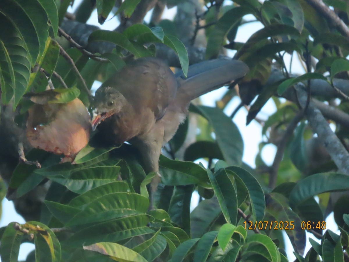 Gray-headed Chachalaca - ML646532296