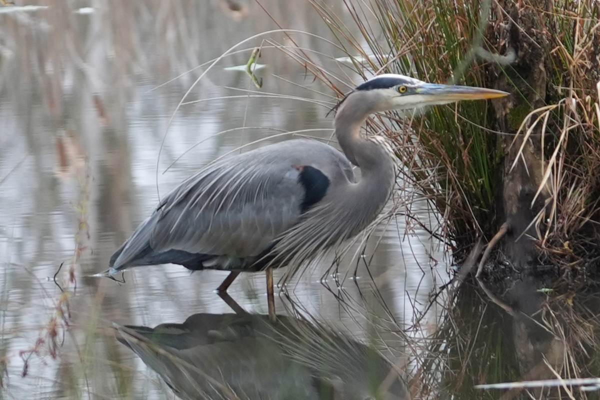 Great Blue Heron - ML646532299