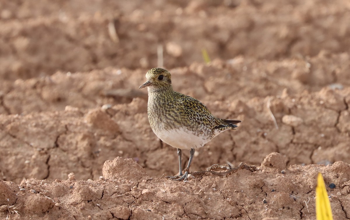 Сивка звичайна - ML646532301