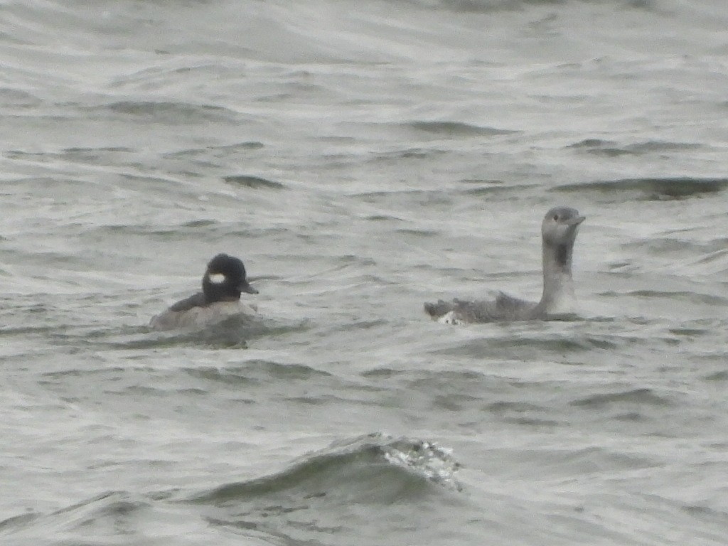 Strolaga minore - ML646532302