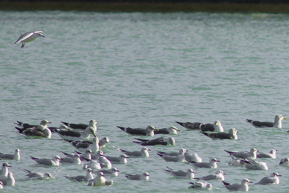Lesser Black-backed Gull - ML646532303