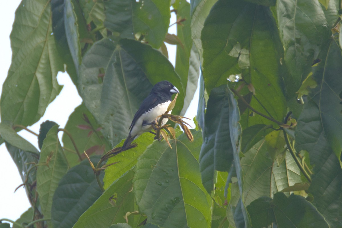 Чёрно-белая муния (bicolor/poensis) - ML646532308
