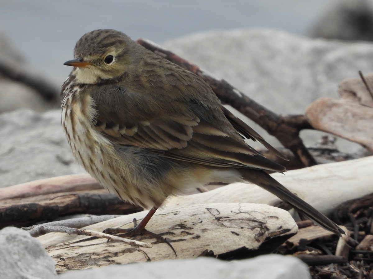 Bisbita Norteamericano - ML646532310