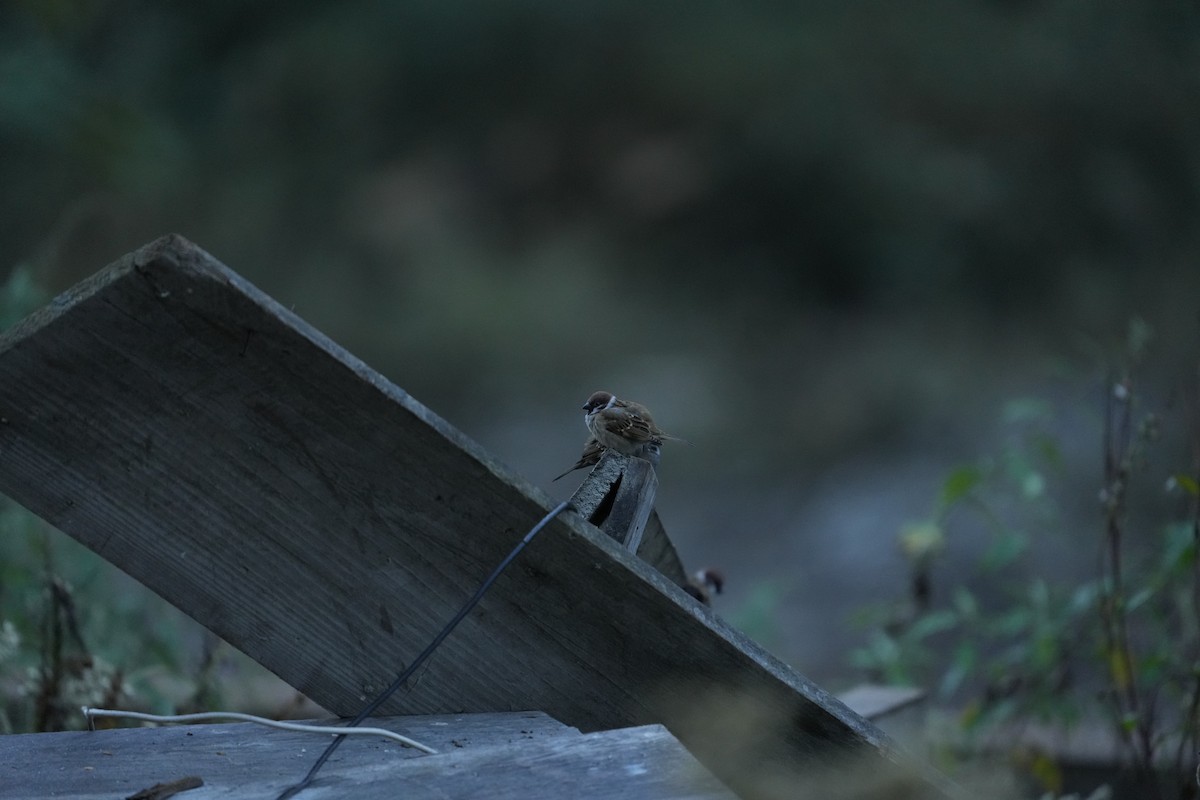 麻雀 - ML646532311