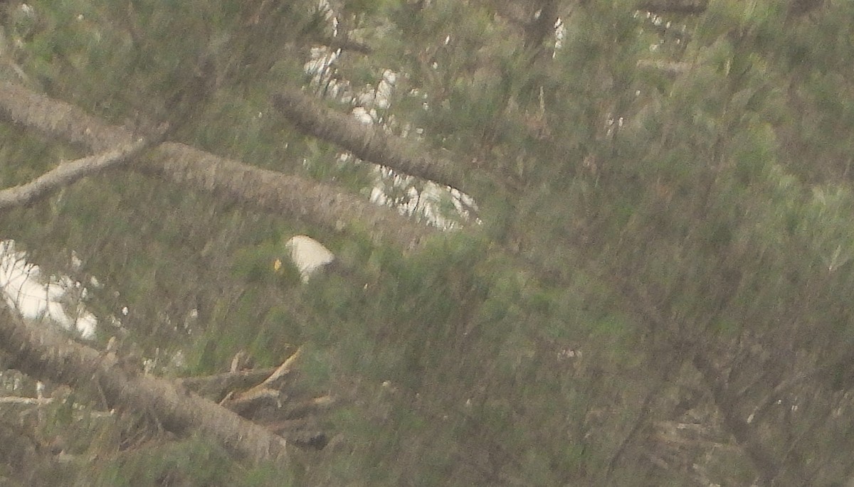 Bald Eagle - ML646532312