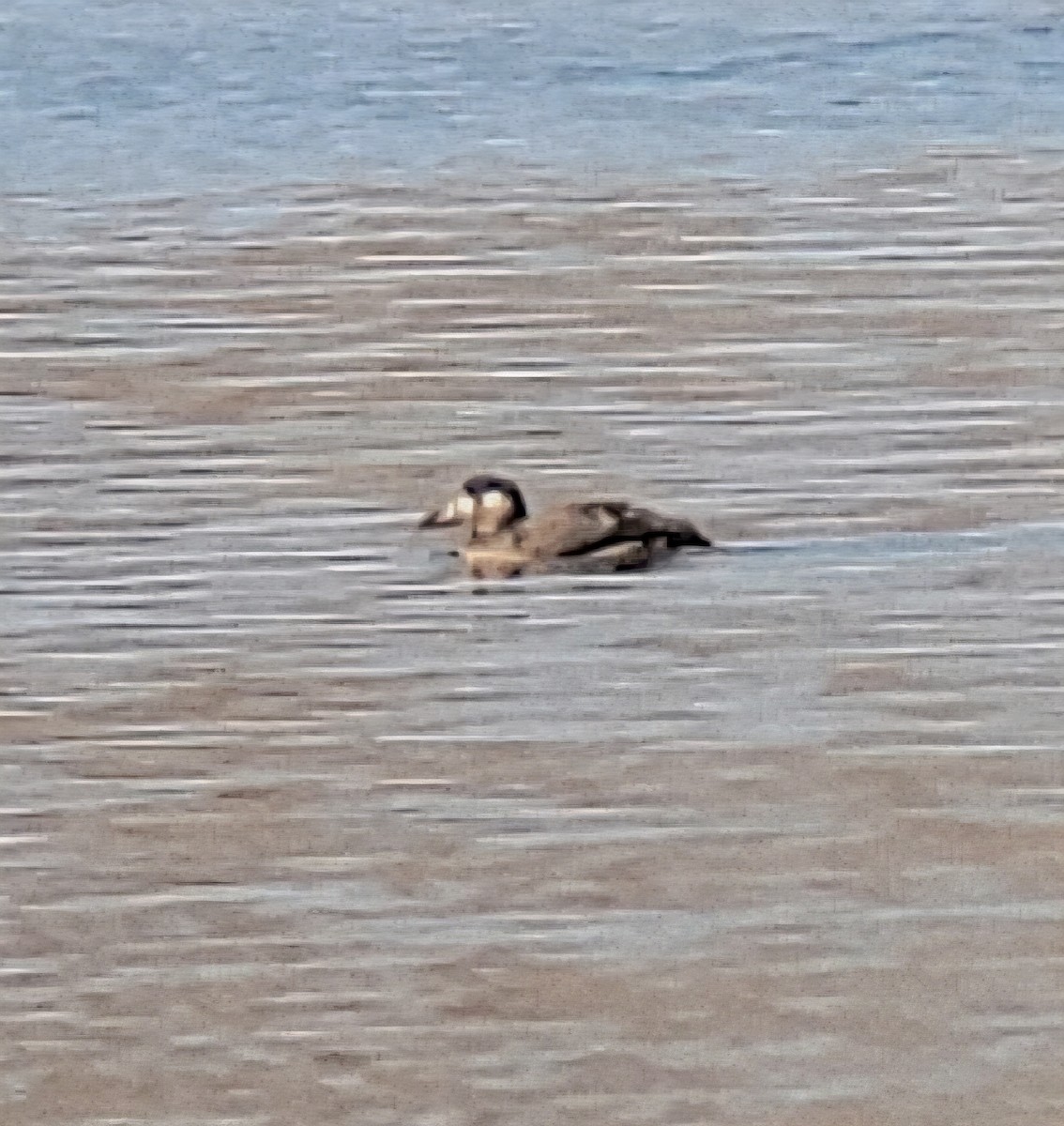 turpan pestrozobý - ML646532318