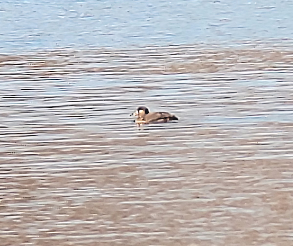 turpan pestrozobý - ML646532319