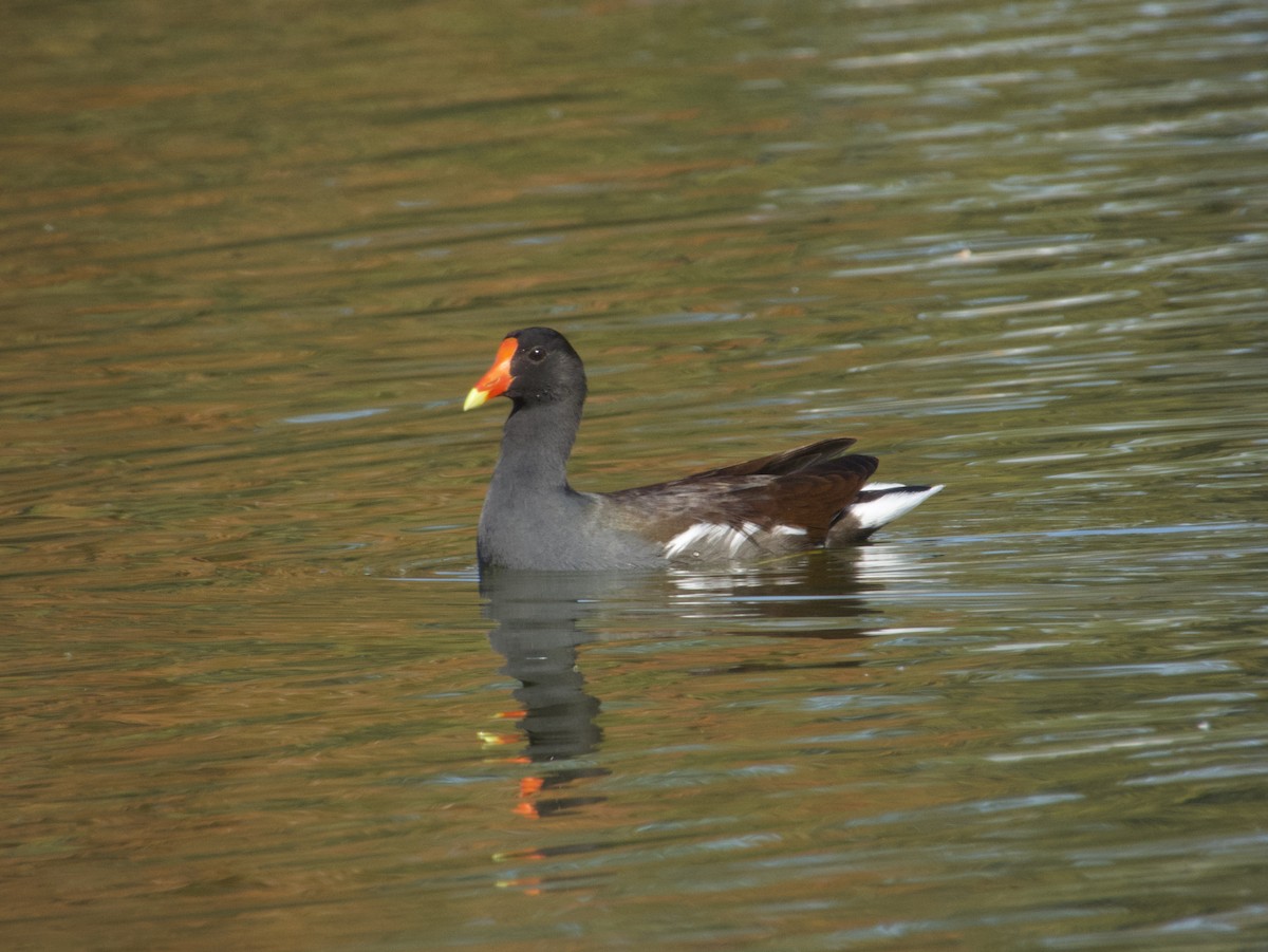 Gallinule d'Amérique - ML646532322