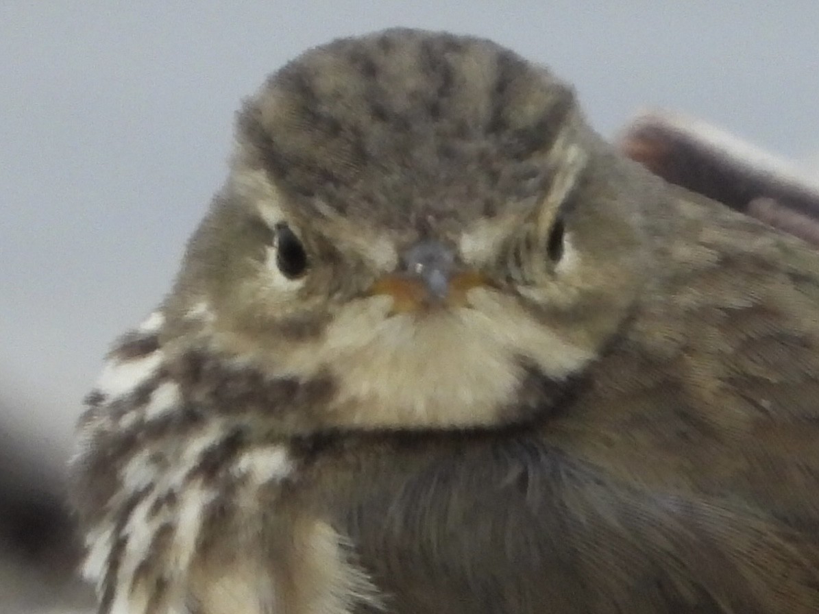 Bisbita Norteamericano - ML646532324