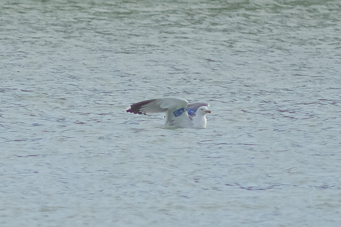 racek středomořský - ML646532326