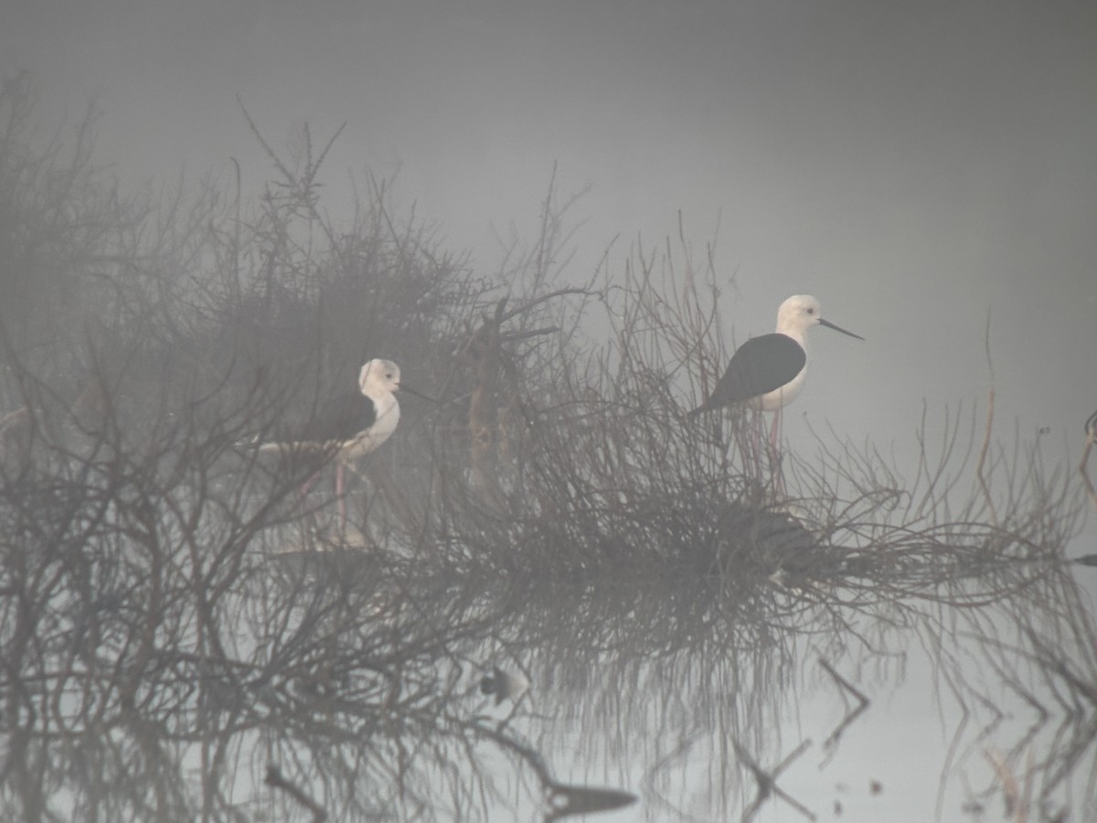 Black-winged Stilt - ML646532327