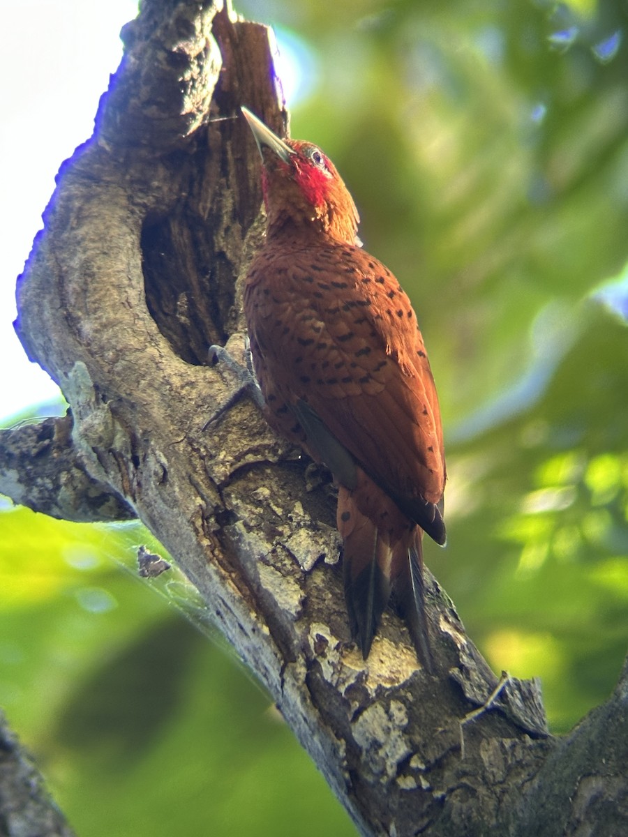 Каштановый дятел-гренадер - ML646532328