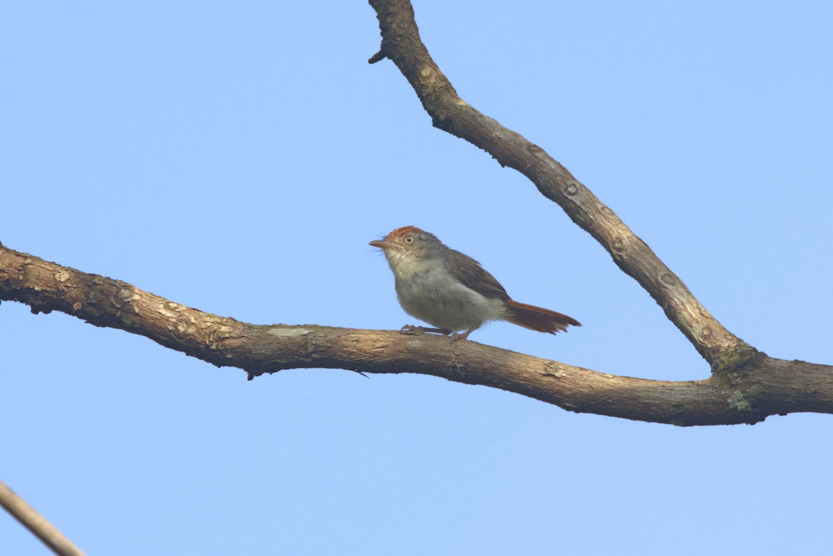 Серая рыжехвостка - ML646532329