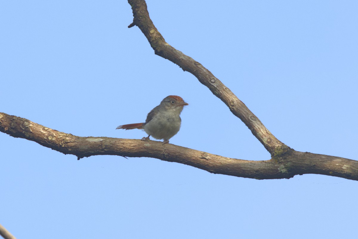 Серая рыжехвостка - ML646532330