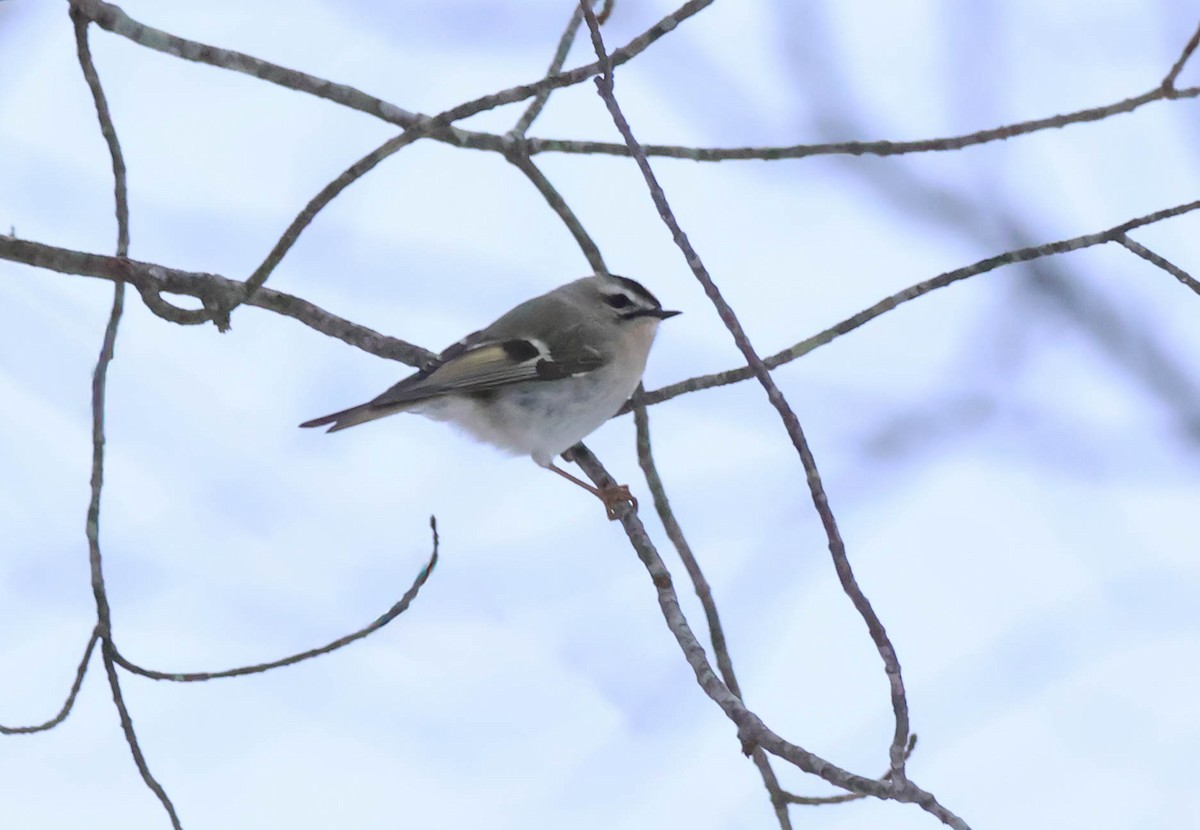 Roitelet à couronne dorée - ML646532332