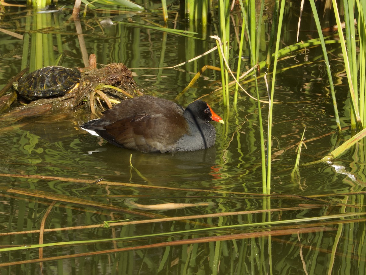 Gallinule d'Amérique - ML646532337