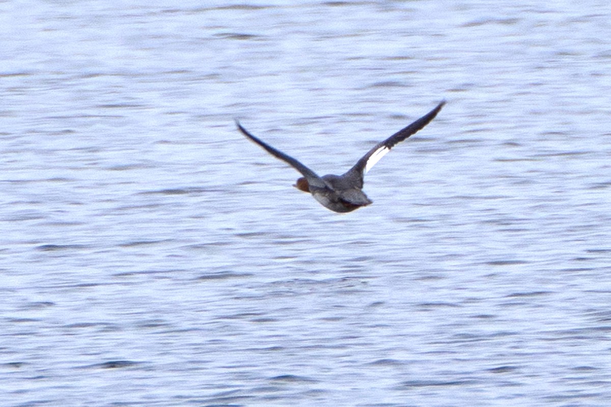 Serreta Mediana - ML646532349