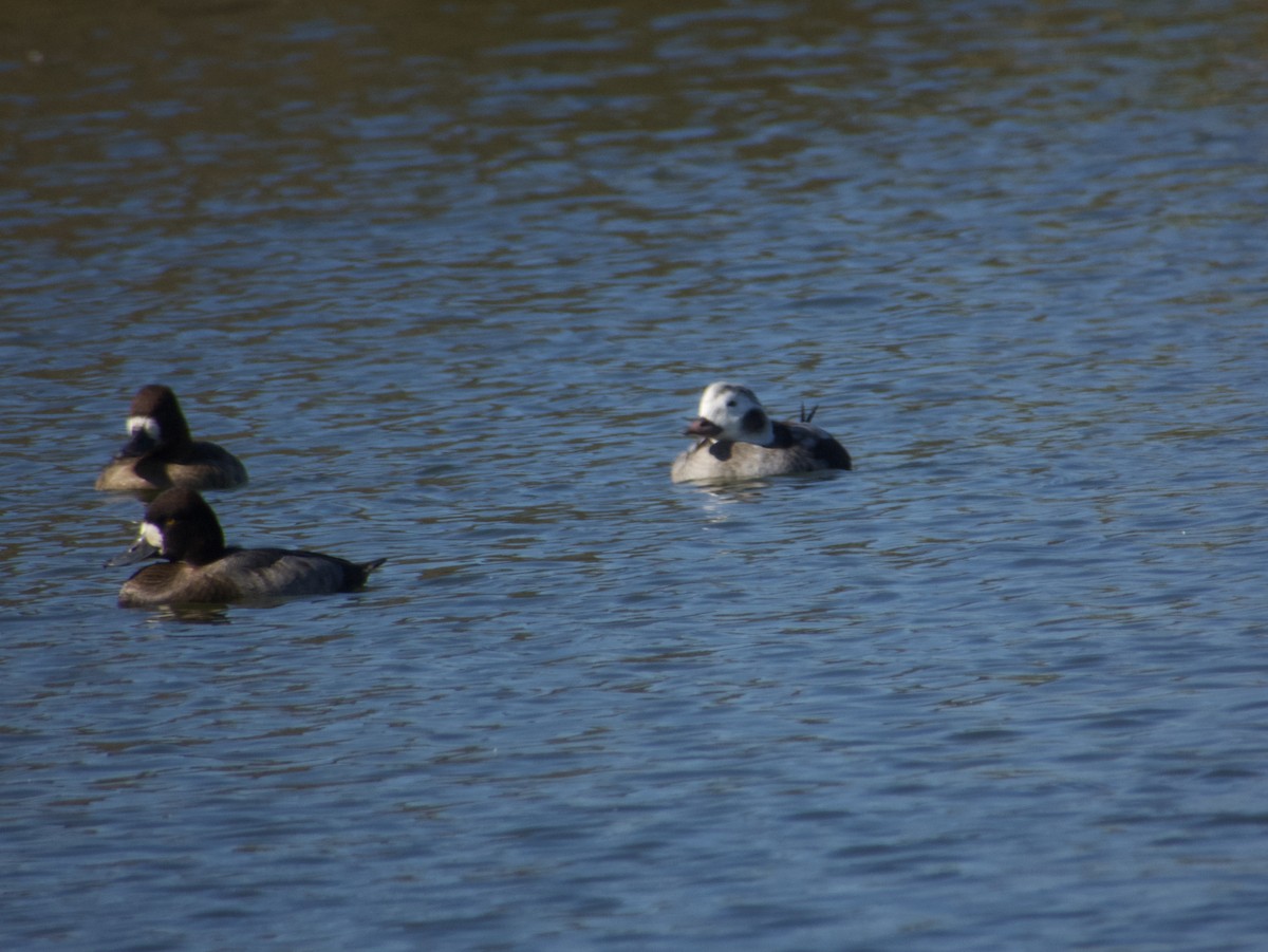 Harelde kakawi - ML646532350