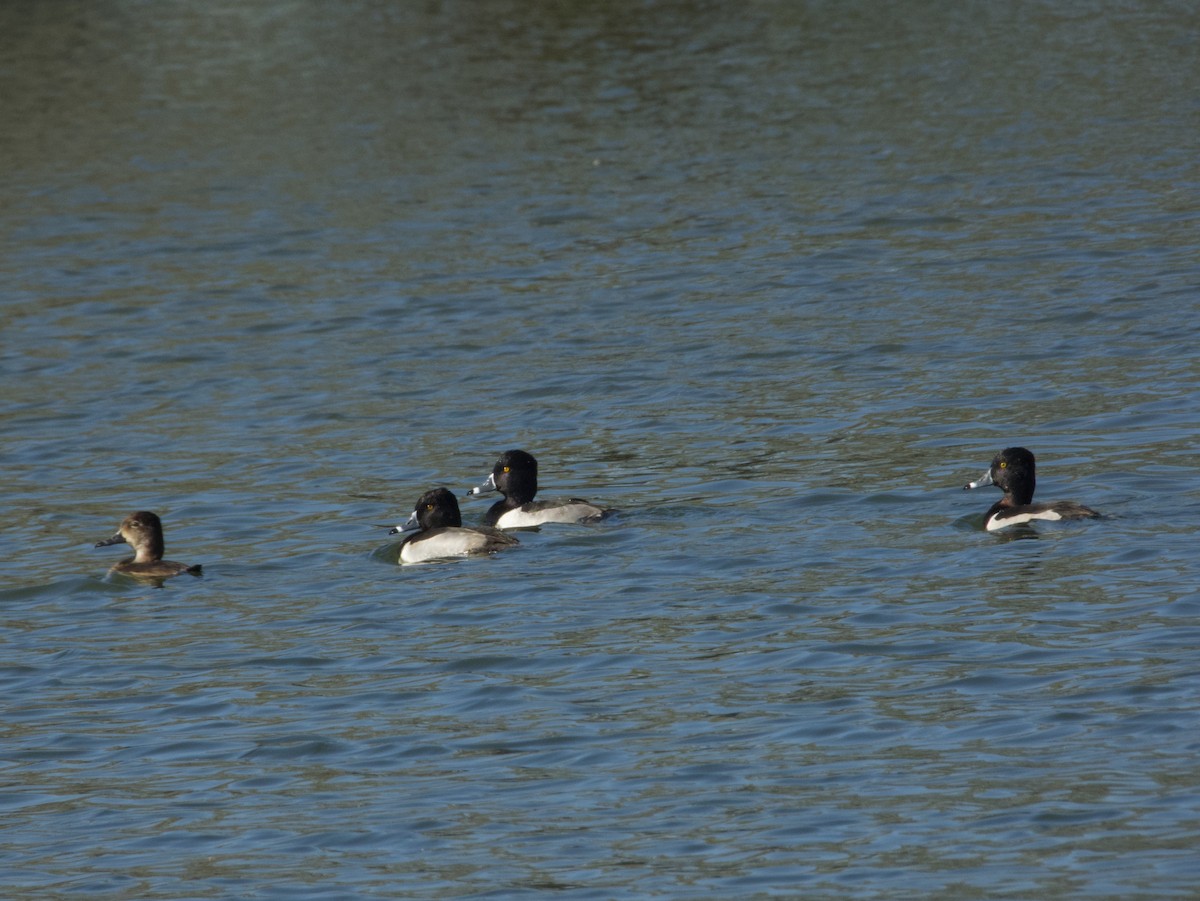 Fuligule à collier - ML646532355