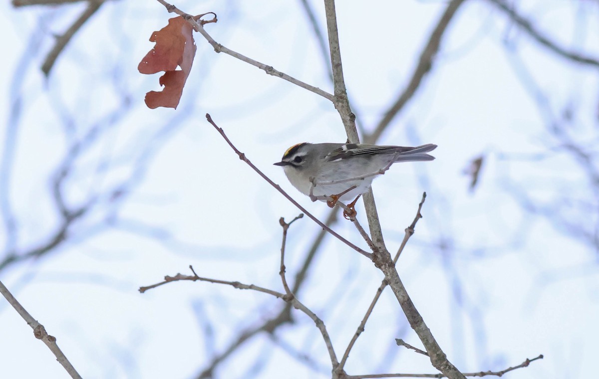 Roitelet à couronne dorée - ML646532356
