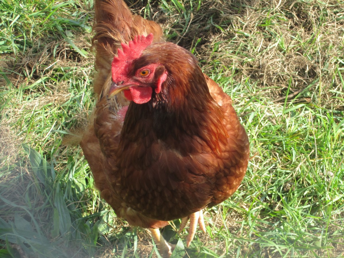 Animali - ML646532358