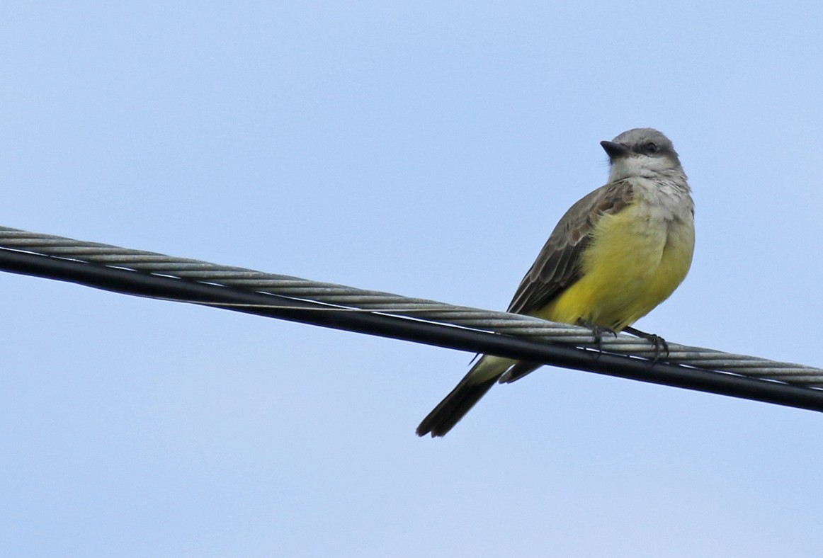 Western Kingbird - ML646532362