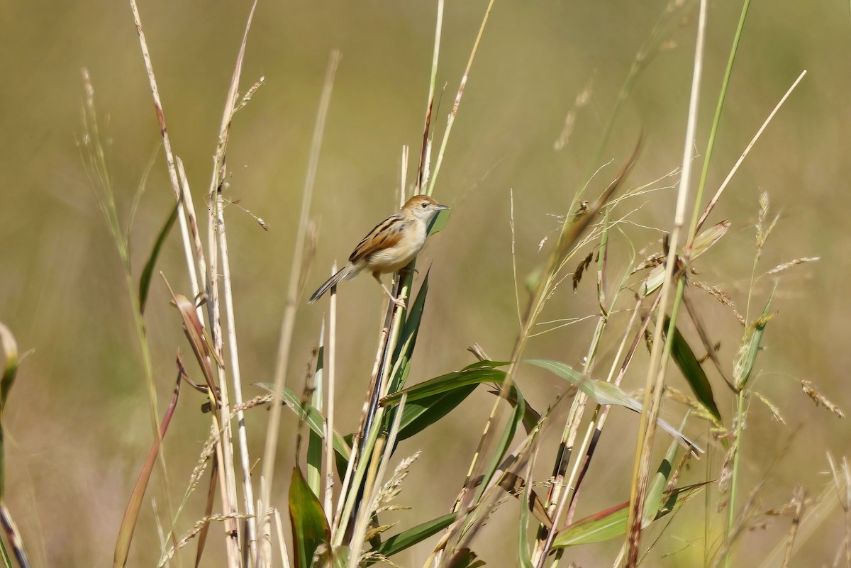 Winding Cisticola - ML646532369