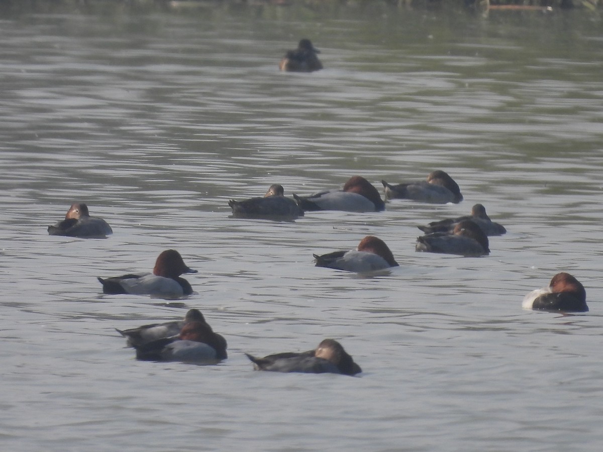 Common Pochard - ML646532376
