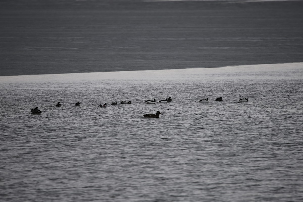 bøffeland - ML646532379