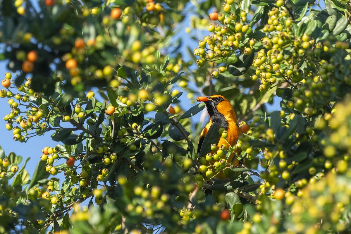 Altamira Oriole - ML646532380