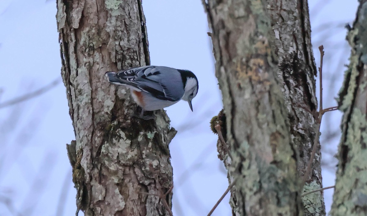 Sittelle à poitrine blanche - ML646532381