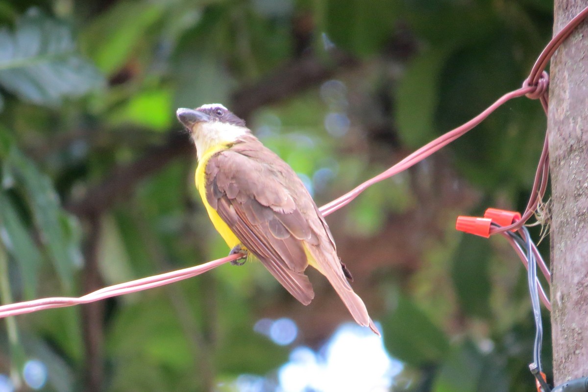 Пітанга-великодзьоб - ML646532383